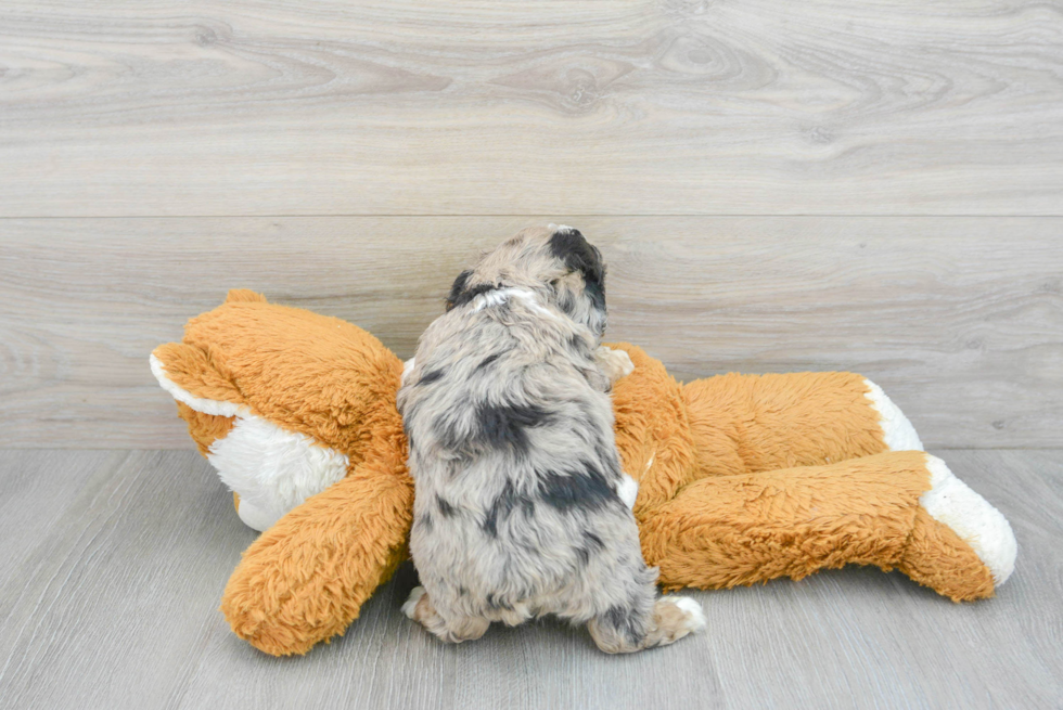 Best Mini Aussiedoodle Baby