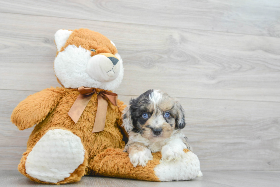 Smart Mini Aussiedoodle Poodle Mix Pup