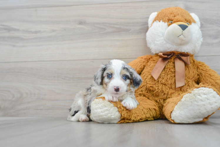 Small Mini Aussiedoodle Baby