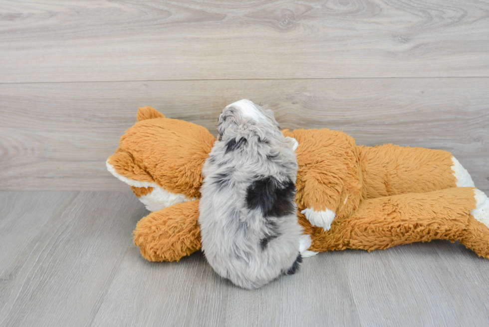 Little Aussiepoo Poodle Mix Puppy