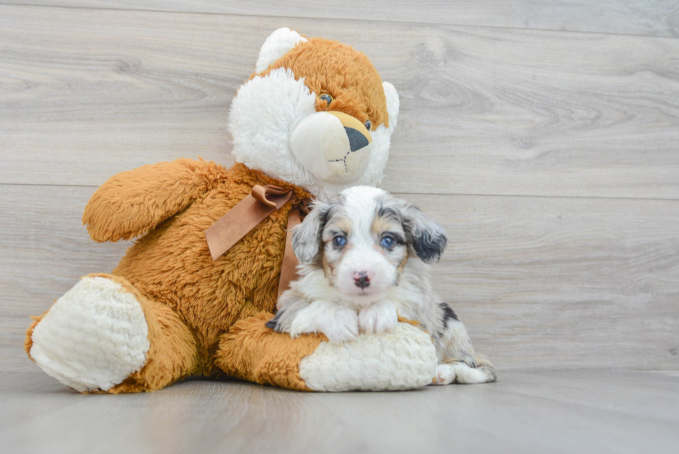 Mini Aussiedoodle Puppy for Adoption