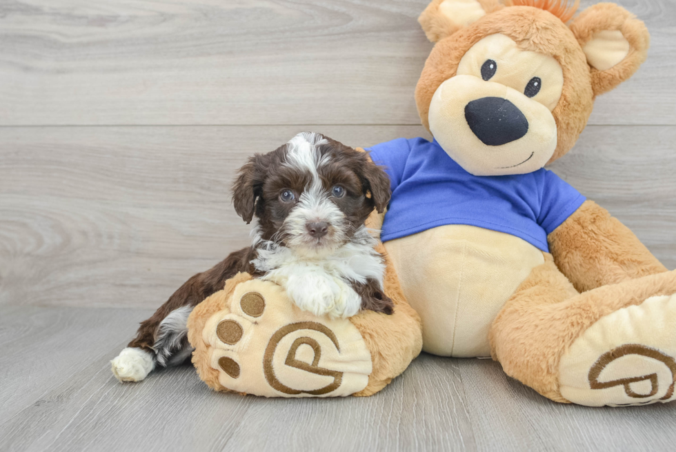 Sweet Mini Aussiedoodle Baby