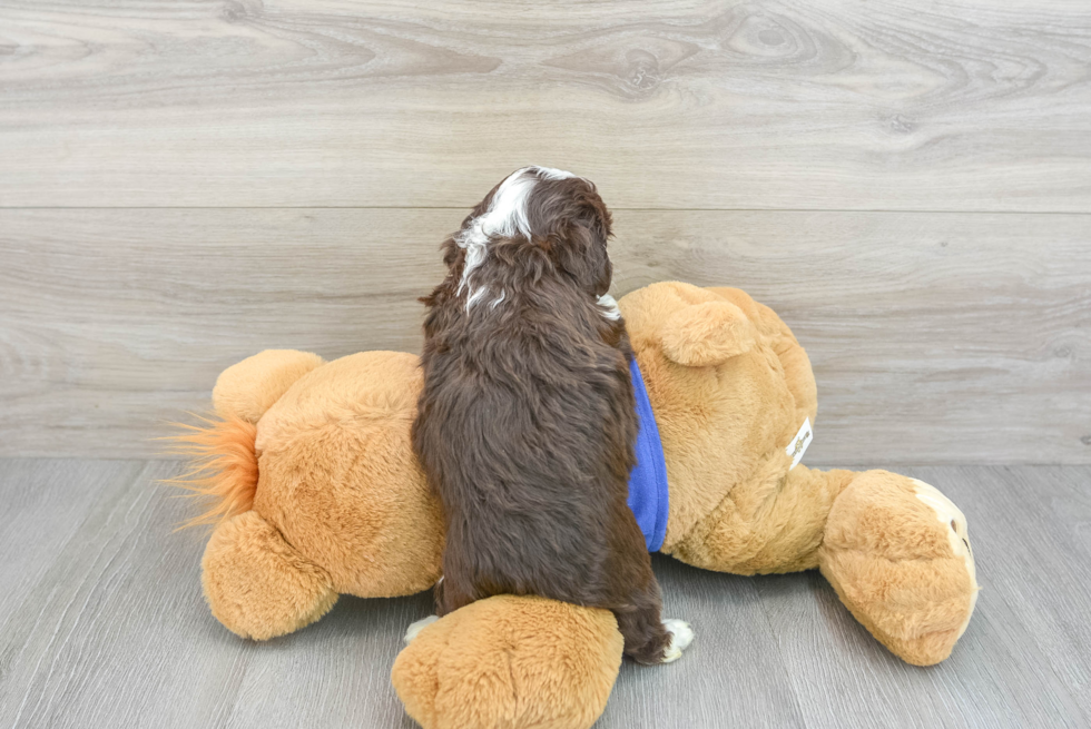 Mini Aussiedoodle Puppy for Adoption