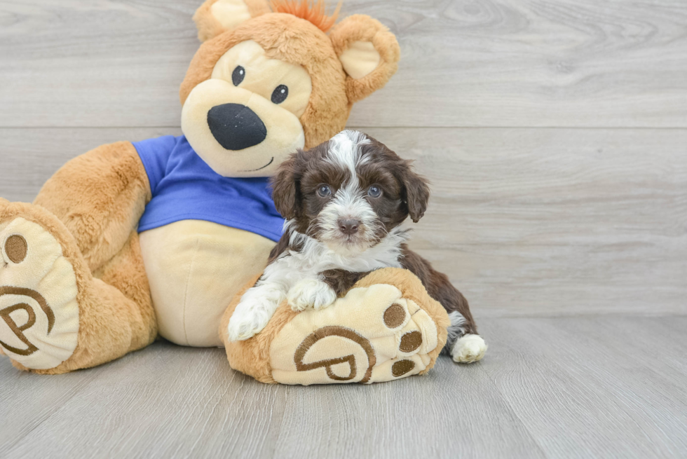 Mini Aussiedoodle Puppy for Adoption