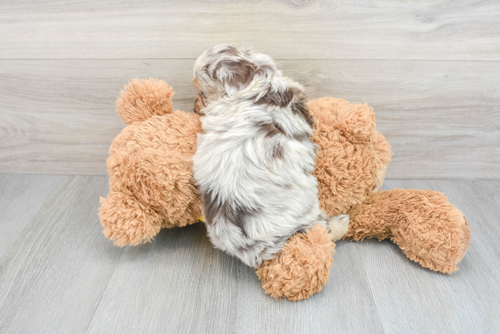 Happy Mini Aussiedoodle Baby