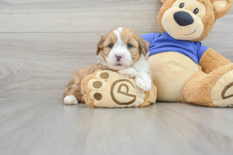 Smart Mini Aussiedoodle Poodle Mix Pup