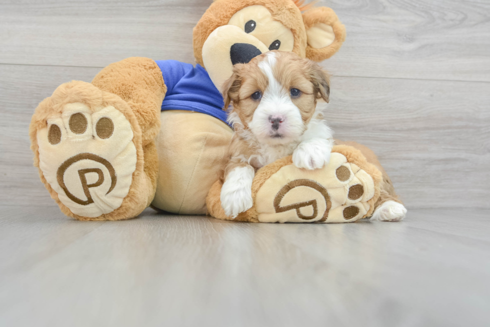 Mini Aussiedoodle Puppy for Adoption