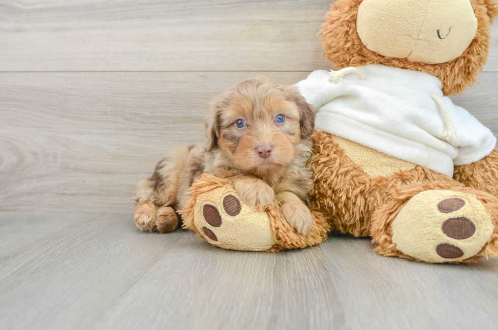 7 week old Mini Aussiedoodle Puppy For Sale - Premier Pups