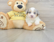 8 week old Mini Aussiedoodle Puppy For Sale - Premier Pups