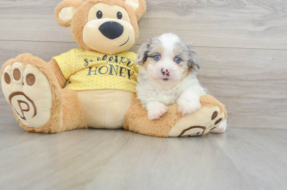 5 week old Mini Aussiedoodle Puppy For Sale - Premier Pups
