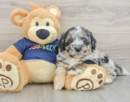 7 week old Mini Aussiedoodle Puppy For Sale - Premier Pups
