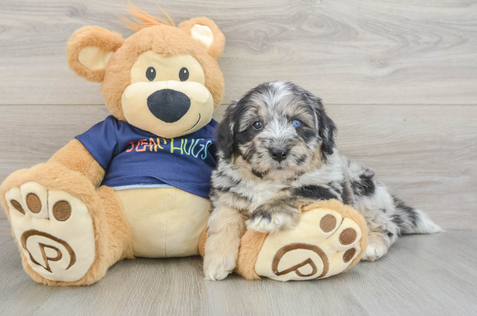 6 week old Mini Aussiedoodle Puppy For Sale - Premier Pups