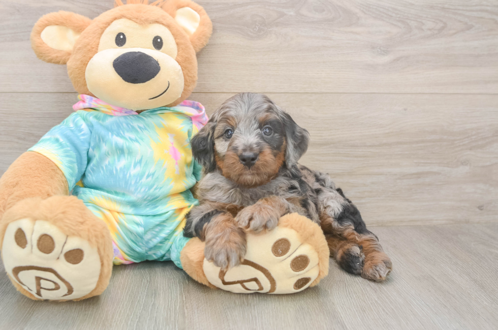 5 week old Mini Aussiedoodle Puppy For Sale - Premier Pups