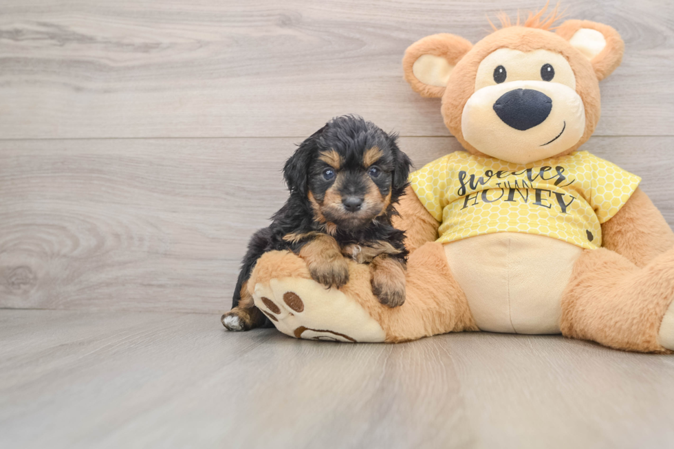 Mini Aussiedoodle Pup Being Cute