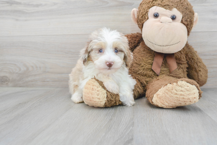 Mini Aussiedoodle Puppy for Adoption