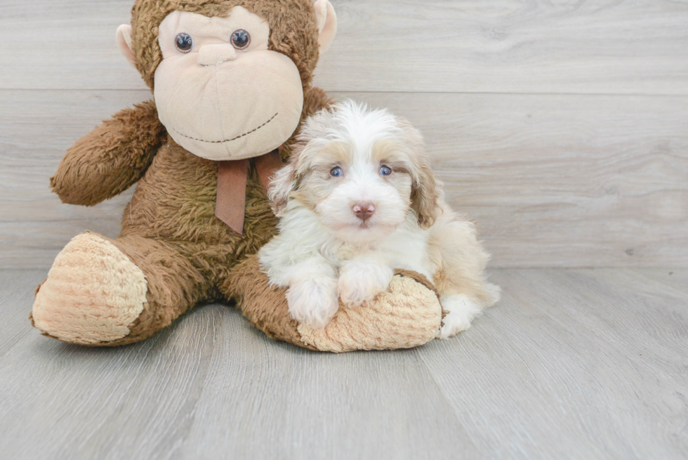 Cute Mini Aussiedoodle Baby