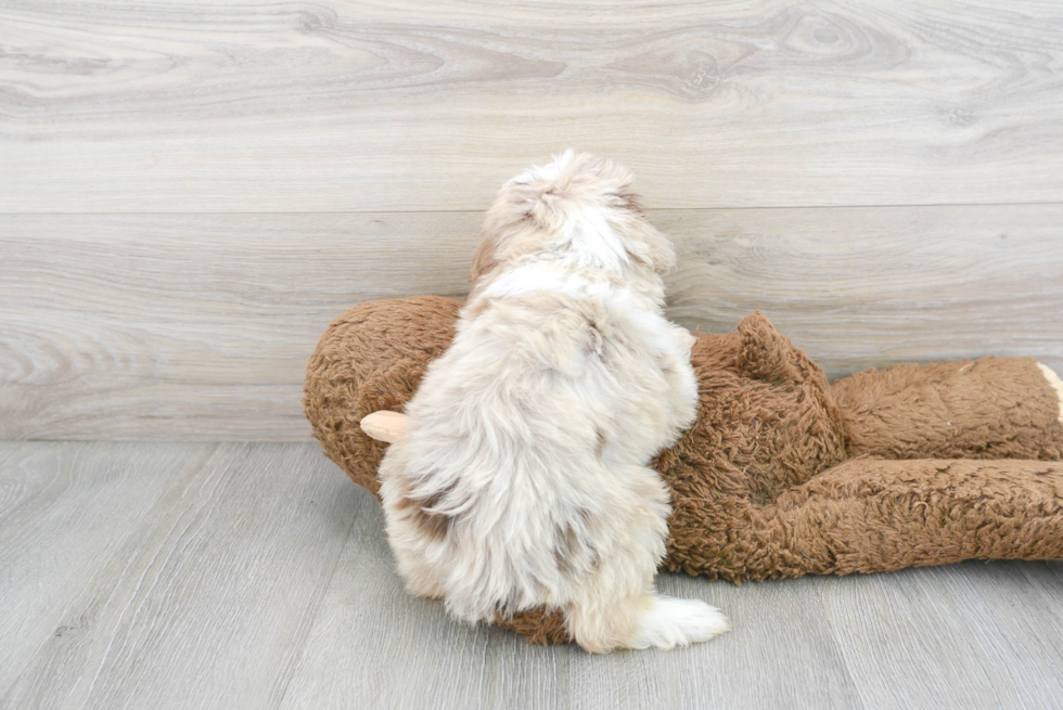 Best Mini Aussiedoodle Baby