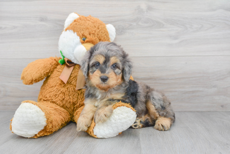 Mini Aussiedoodle Puppy for Adoption