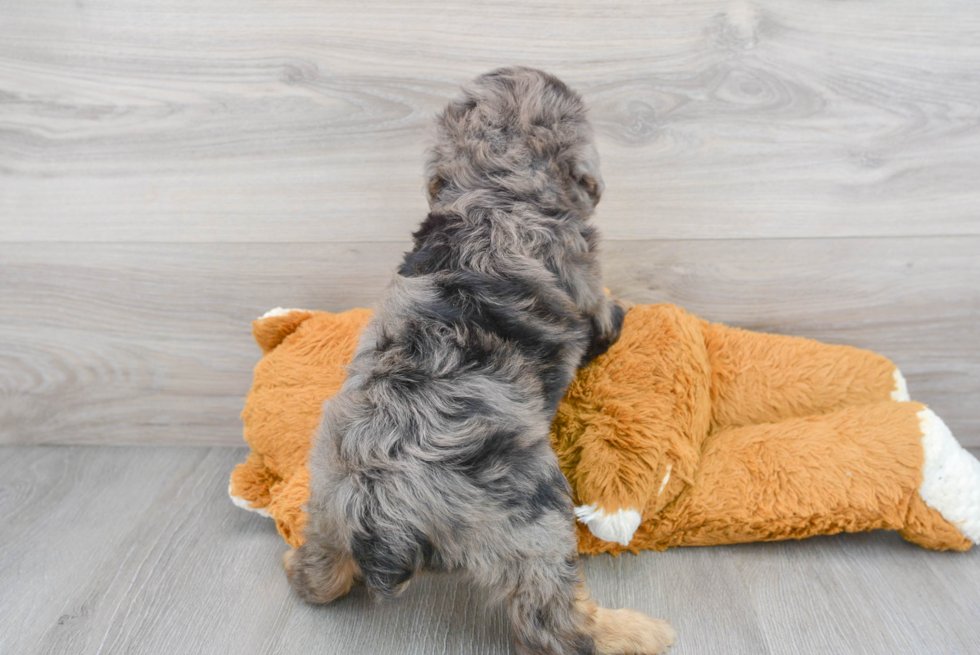 Hypoallergenic Aussiepoo Poodle Mix Puppy