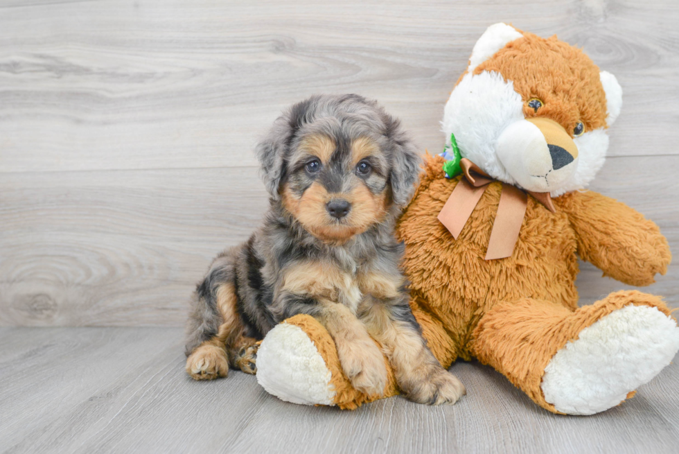 Mini Aussiedoodle Puppy for Adoption