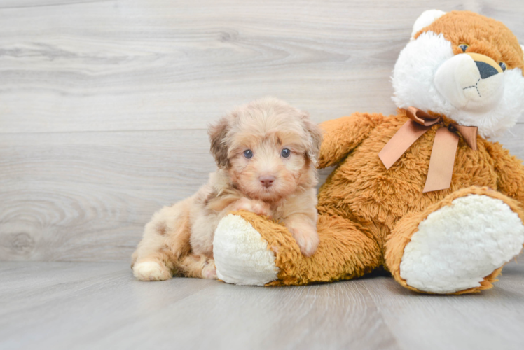 Playful Aussiepoo Poodle Mix Puppy