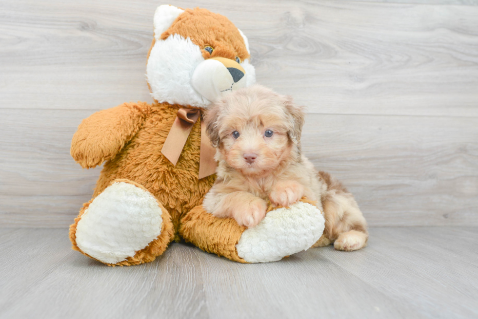 Mini Aussiedoodle Puppy for Adoption