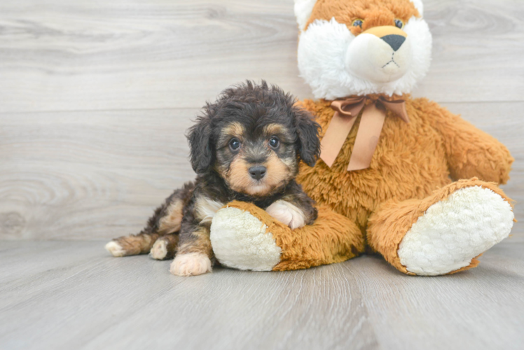 Mini Aussiedoodle Puppy for Adoption