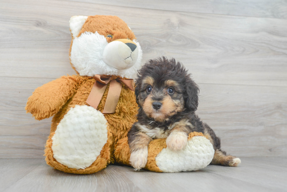 Mini Aussiedoodle Pup Being Cute