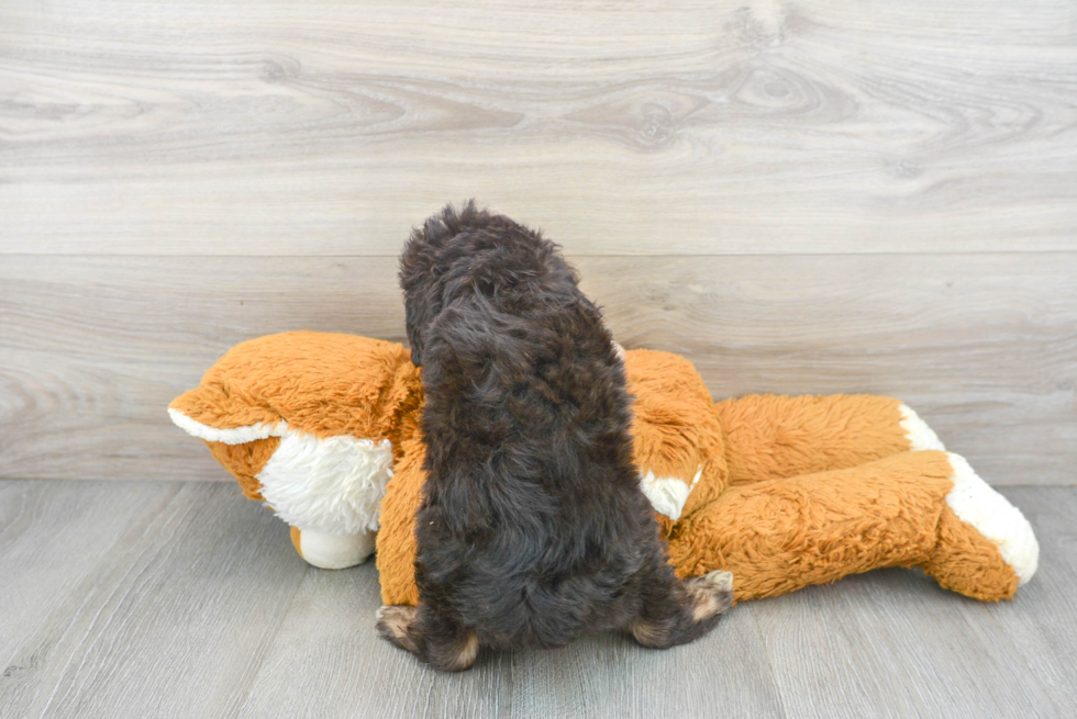 Smart Mini Aussiedoodle Poodle Mix Pup