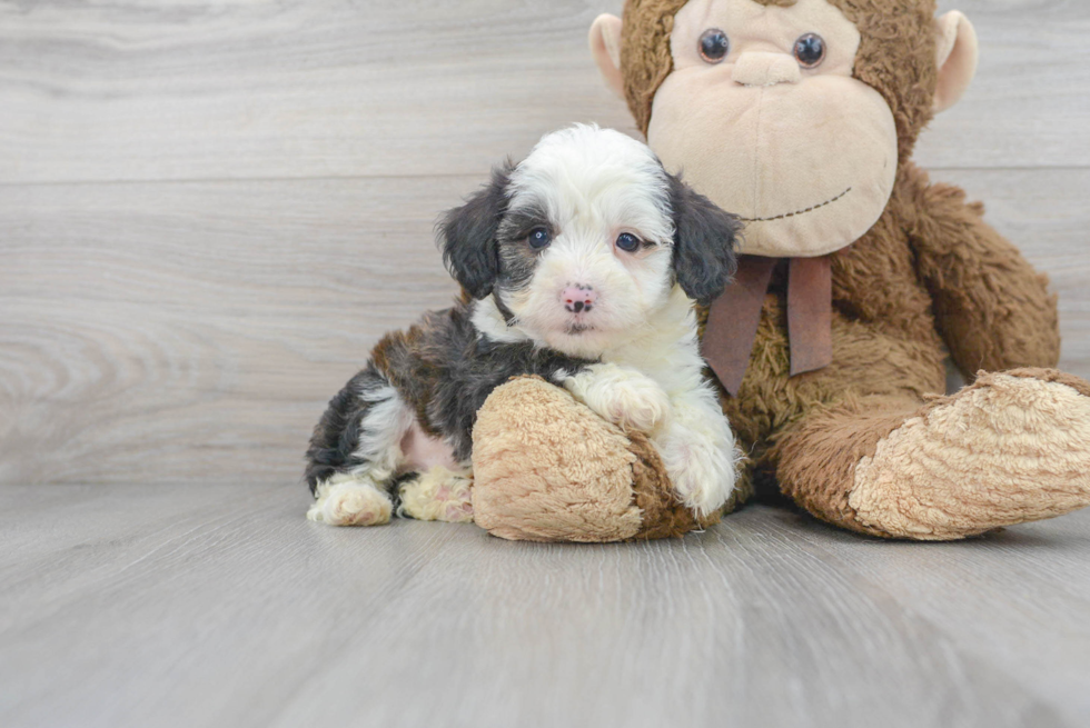 Friendly Mini Aussiedoodle Baby