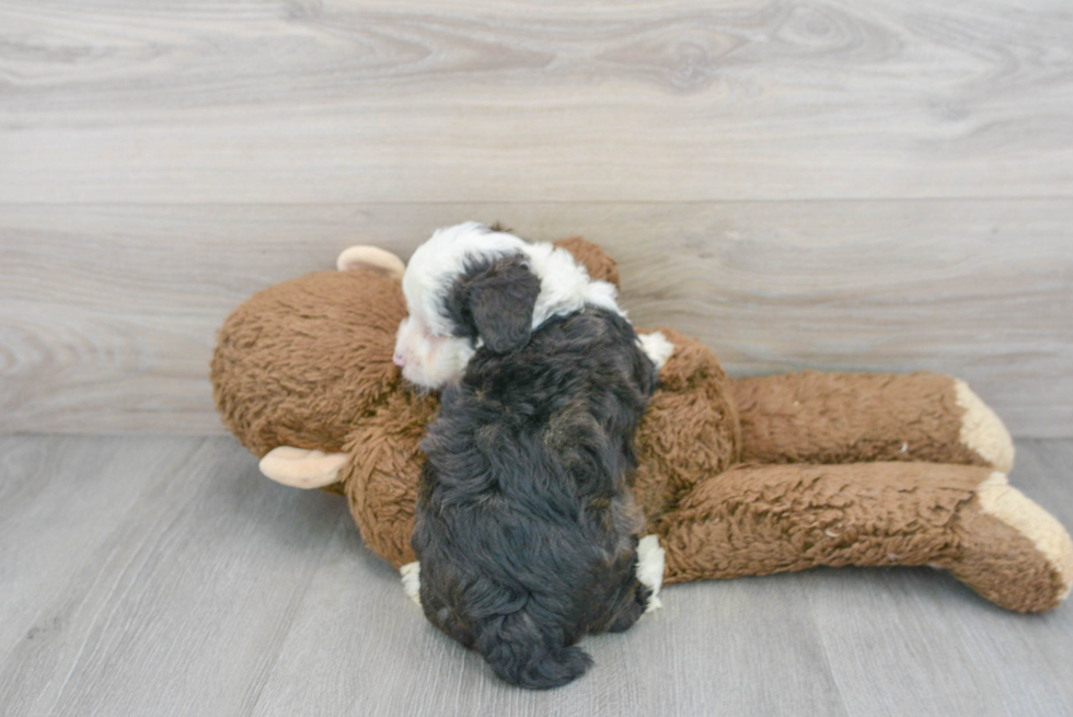 Mini Aussiedoodle Pup Being Cute