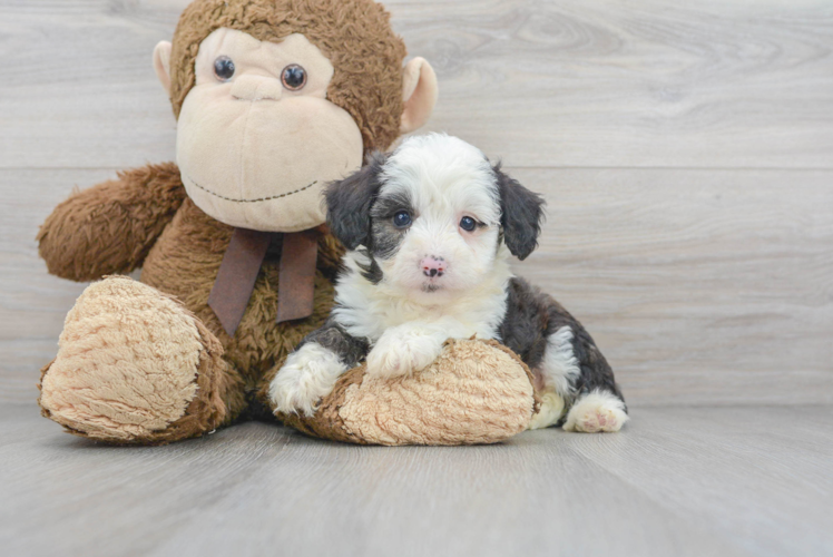 Petite Mini Aussiedoodle Poodle Mix Pup