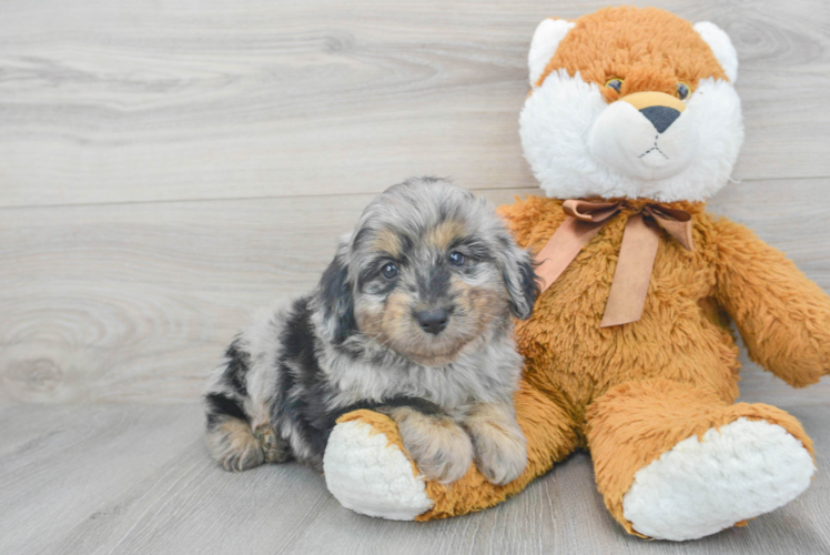 Best Mini Aussiedoodle Baby