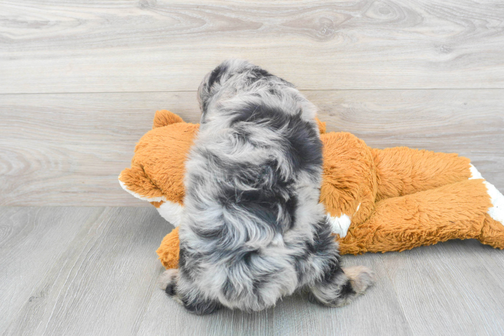 Best Mini Aussiedoodle Baby