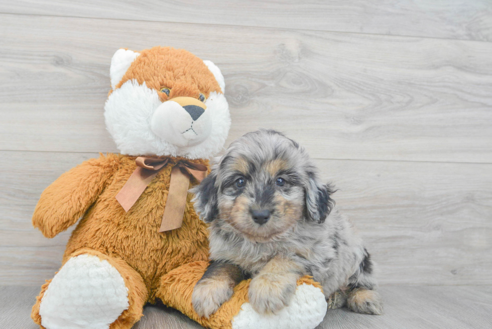 Mini Aussiedoodle Puppy for Adoption