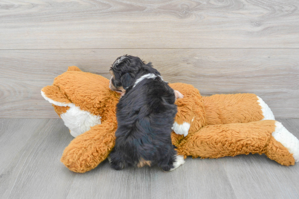 Mini Aussiedoodle Pup Being Cute