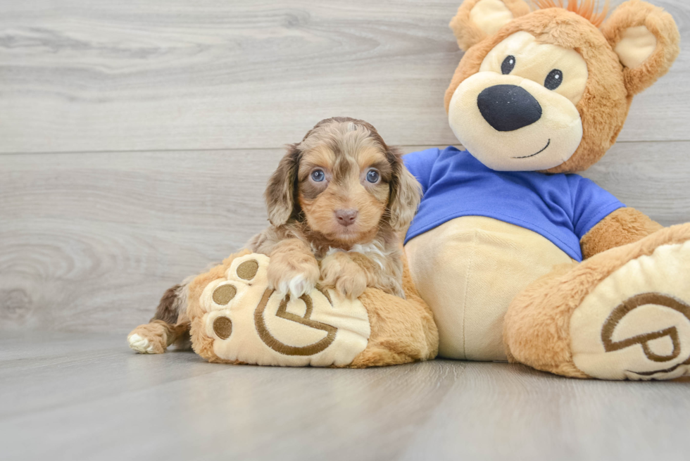 Little Aussiepoo Poodle Mix Puppy