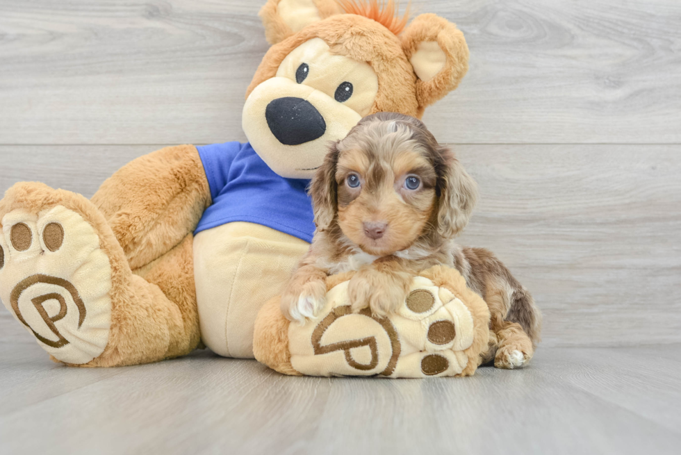 Petite Mini Aussiedoodle Poodle Mix Pup