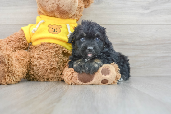 Best Mini Aussiedoodle Baby