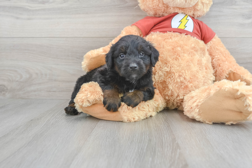 Fluffy Mini Aussiedoodle Poodle Mix Pup