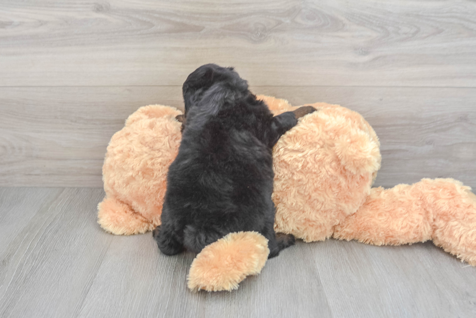 Best Mini Aussiedoodle Baby