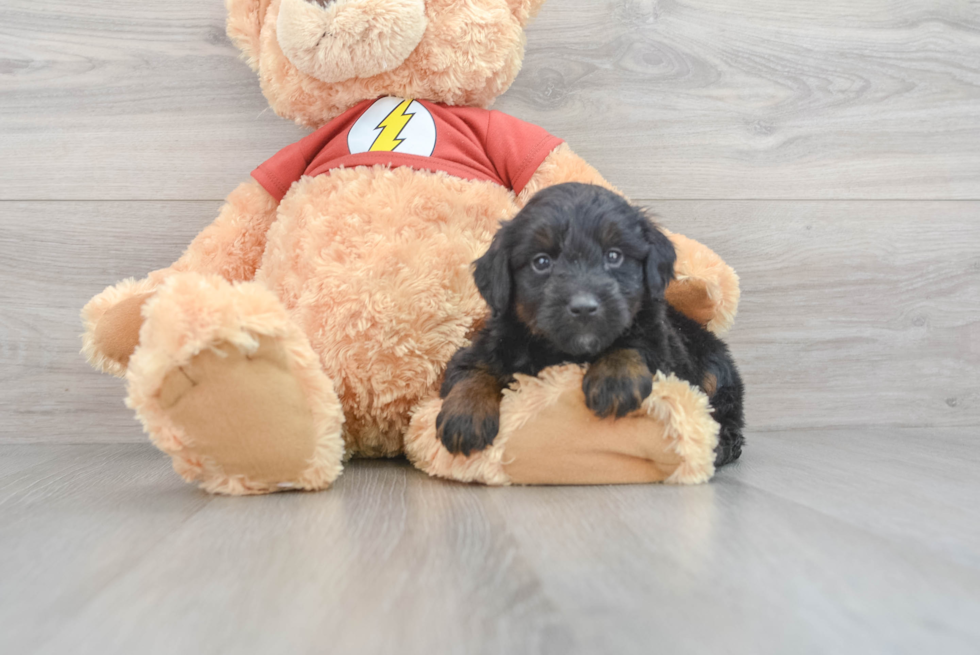 Best Mini Aussiedoodle Baby