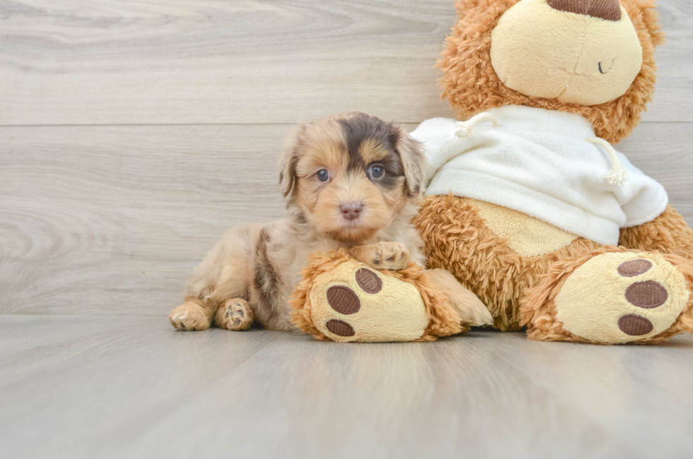 6 week old Mini Aussiedoodle Puppy For Sale - Premier Pups