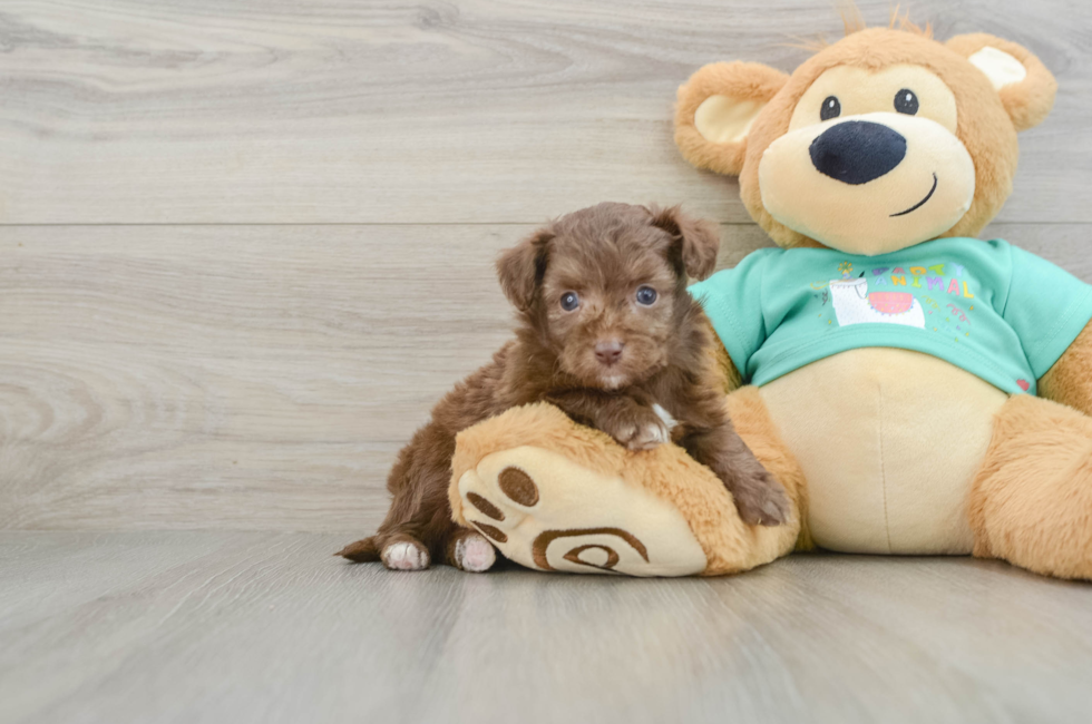 6 week old Mini Aussiedoodle Puppy For Sale - Premier Pups