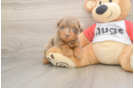 Cute Mini Aussiedoodle Baby