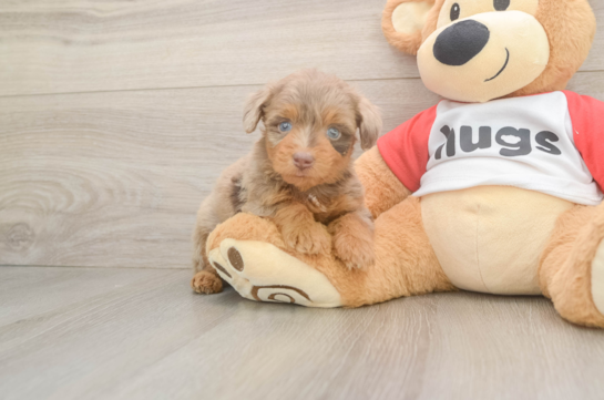 Cute Mini Aussiedoodle Baby