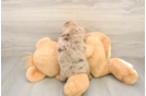 Mini Aussiedoodle Puppy for Adoption