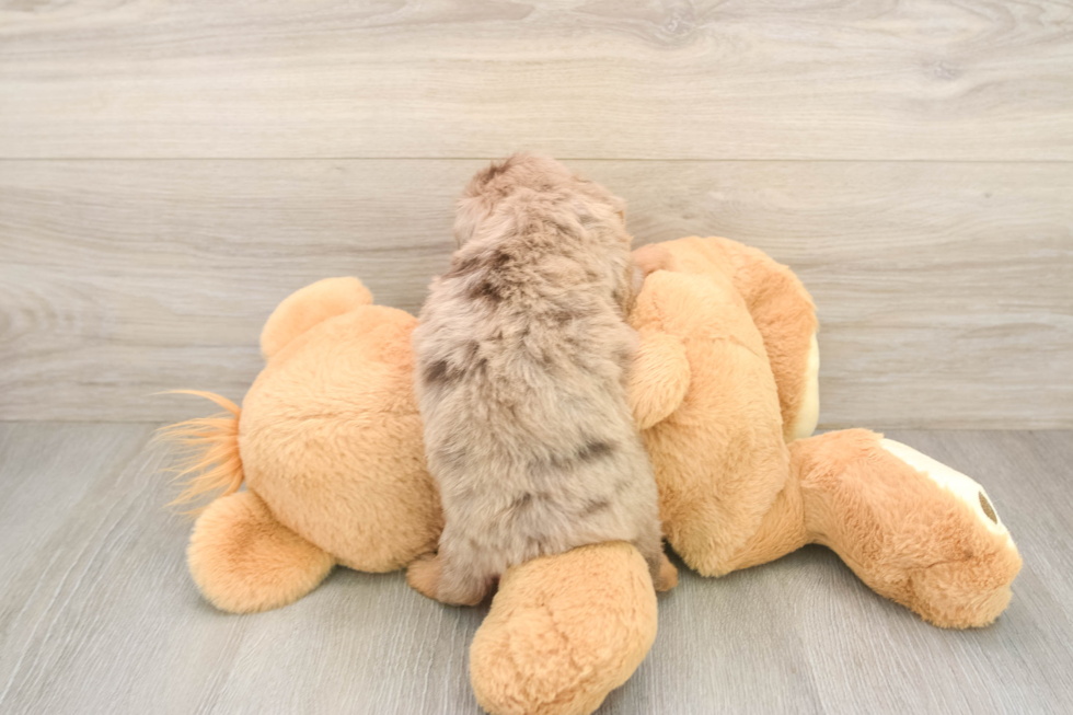 Mini Aussiedoodle Puppy for Adoption
