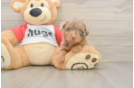 Popular Mini Aussiedoodle Poodle Mix Pup