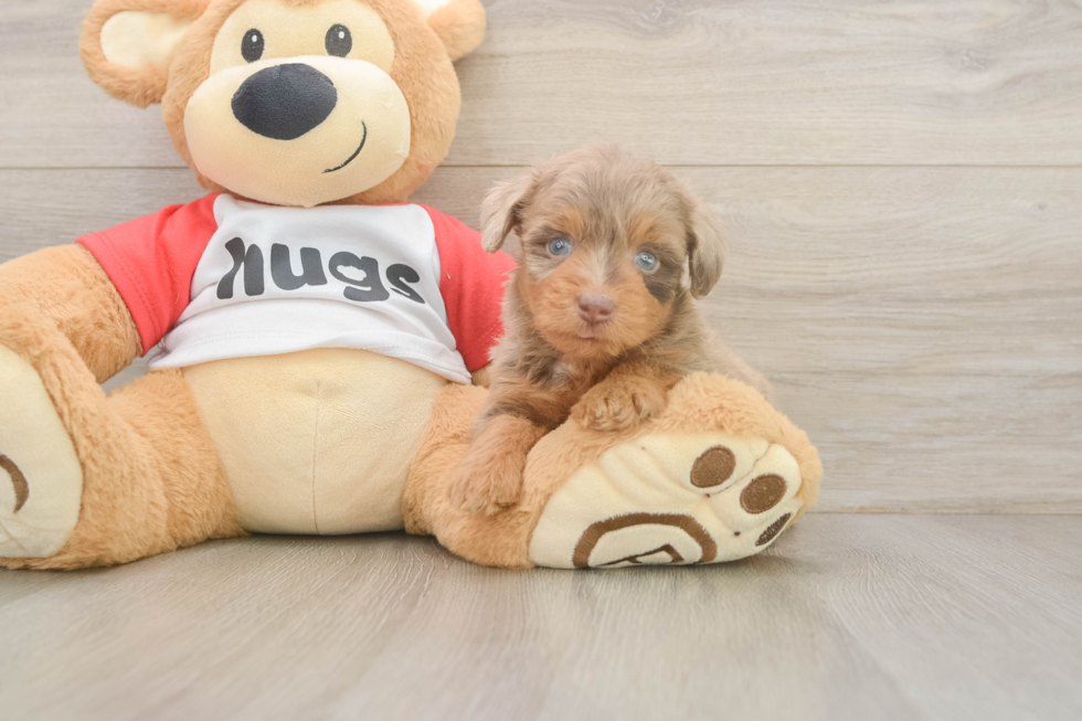 Popular Mini Aussiedoodle Poodle Mix Pup